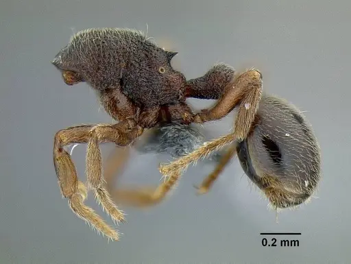 Rostromyrmex pasohensis - CASENT0106343