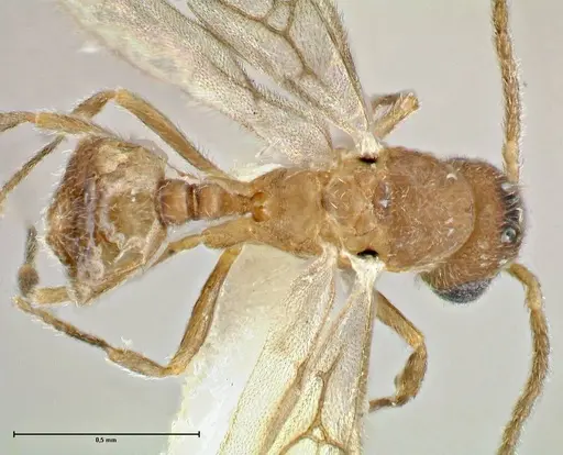 Rostromyrmex pasohensis - FOCOL2979