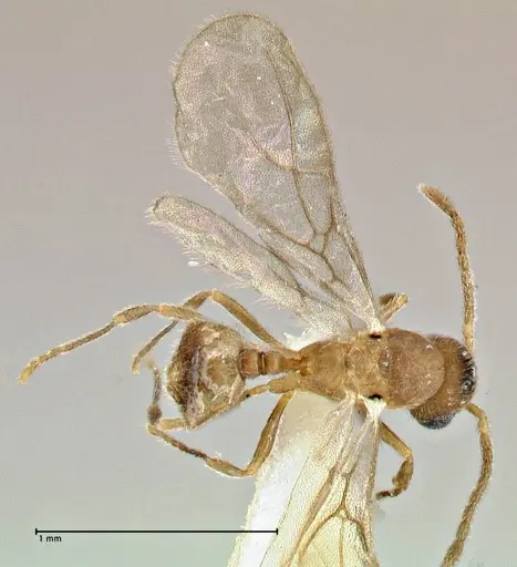 Rostromyrmex pasohensis - FOCOL2979