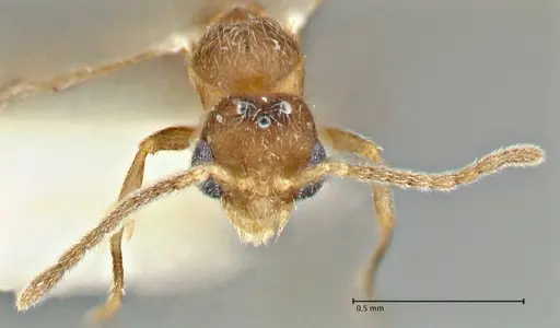 Rostromyrmex pasohensis - FOCOL2979