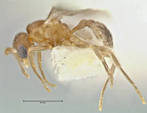 Rostromyrmex pasohensis - FOCOL2979