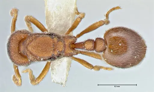 Rostromyrmex pasohensis - FOCOL2980