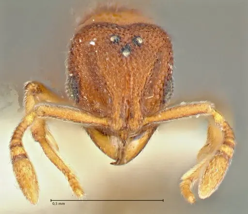 Rostromyrmex pasohensis - FOCOL2980