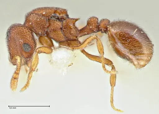Rostromyrmex pasohensis - FOCOL2980