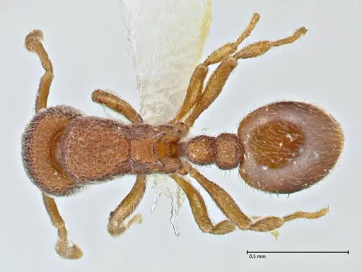 Rostromyrmex pasohensis - FOCOL2981