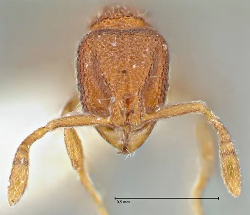 Rostromyrmex pasohensis - FOCOL2981