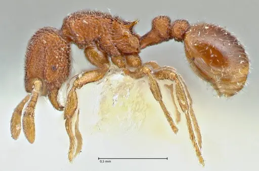 Rostromyrmex pasohensis - FOCOL2981