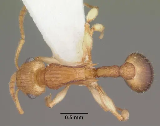 Rotastruma recava specimen