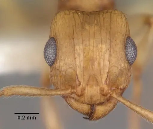 Rotastruma recava specimen