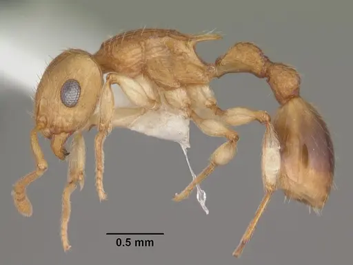 Rotastruma recava specimen