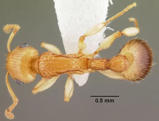 Rotastruma recava - CASENT0010808