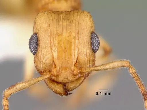 Rotastruma recava - CASENT0010808