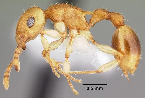 Rotastruma recava - CASENT0010808