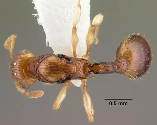 Rotastruma recava - CASENT0010926