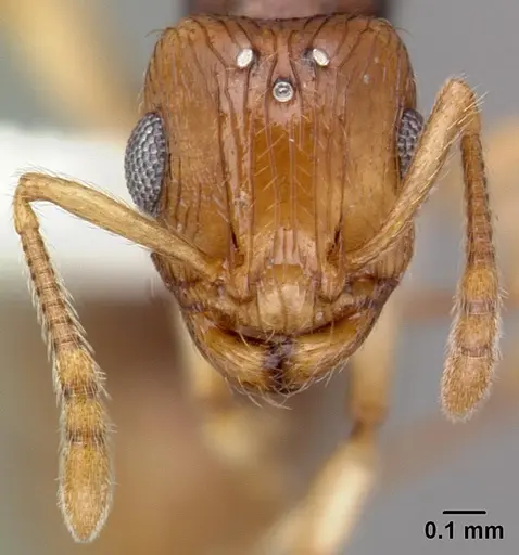 Rotastruma recava - CASENT0010926