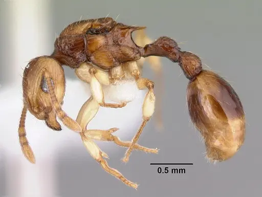 Rotastruma recava - CASENT0010926