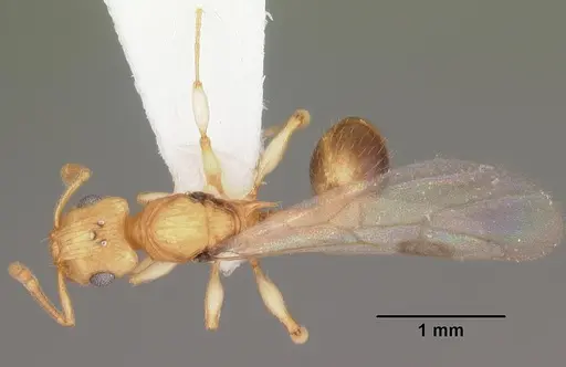 Rotastruma recava - CASENT0010927