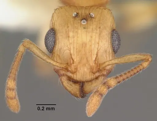 Rotastruma recava - CASENT0010927