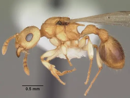 Rotastruma recava - CASENT0010927