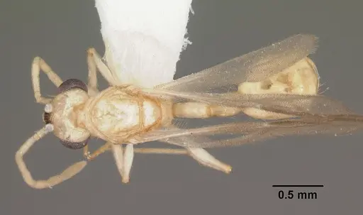 Rotastruma recava - CASENT0010928