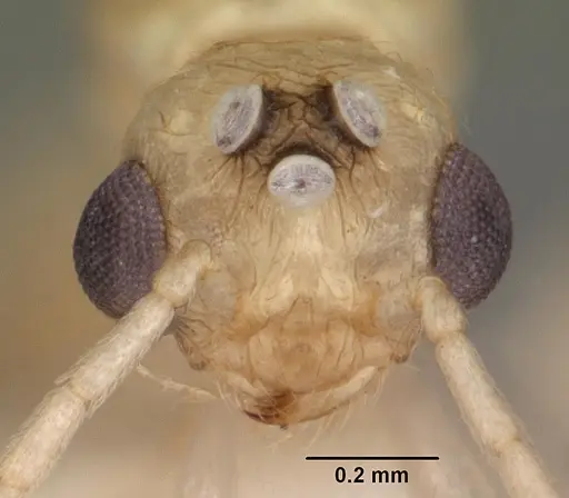 Rotastruma recava - CASENT0010928