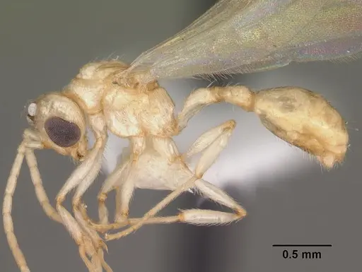 Rotastruma recava - CASENT0010928