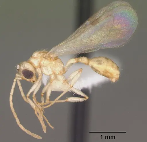 Rotastruma recava - CASENT0010928