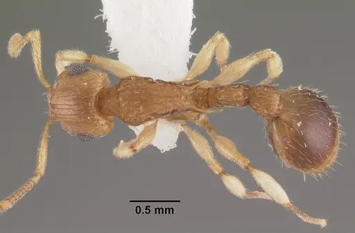 Rotastruma recava - CASENT0102499