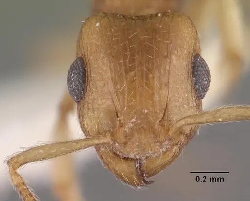 Rotastruma recava - CASENT0102499