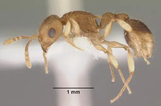 Rotastruma recava - CASENT0102499