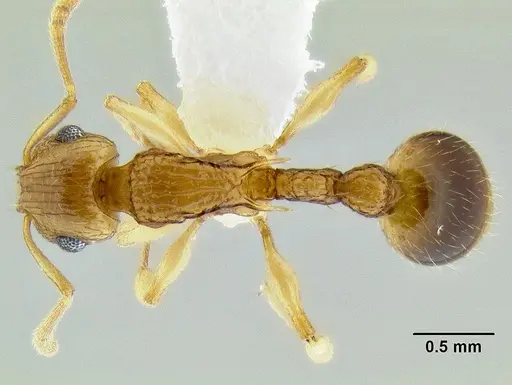 Rotastruma recava - CASENT0106250