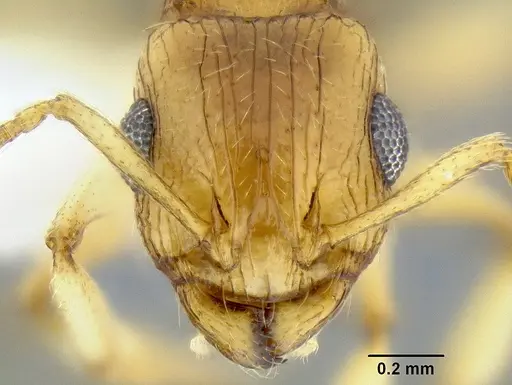 Rotastruma recava - CASENT0106250