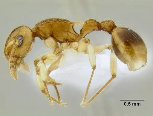 Rotastruma recava - CASENT0106250