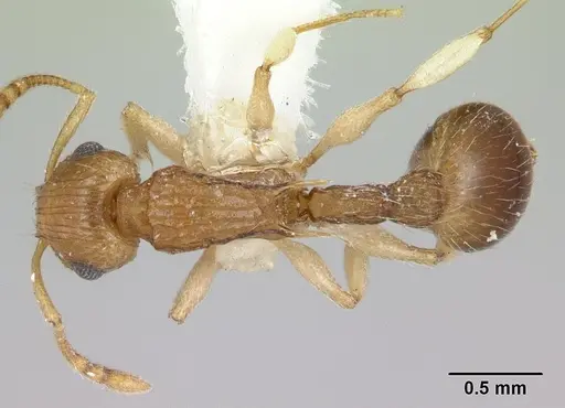 Rotastruma recava - CASENT0178523