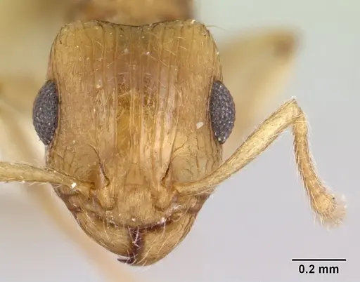 Rotastruma recava - CASENT0178523