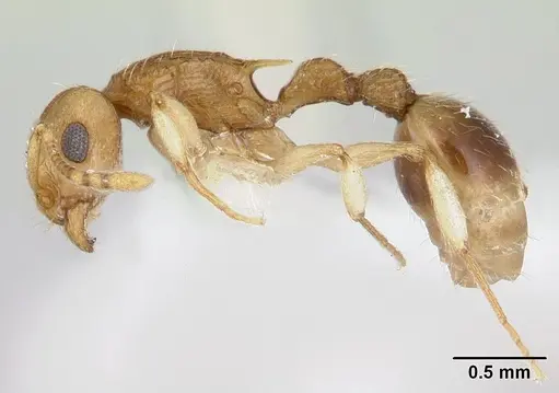 Rotastruma recava - CASENT0178523