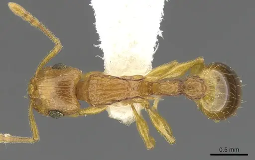 Rotastruma recava - CASENT0901995