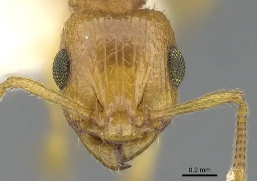 Rotastruma recava - CASENT0901995