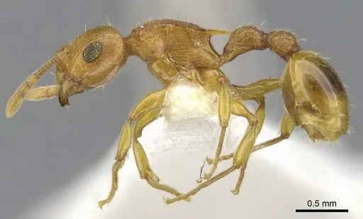 Rotastruma recava - CASENT0901995