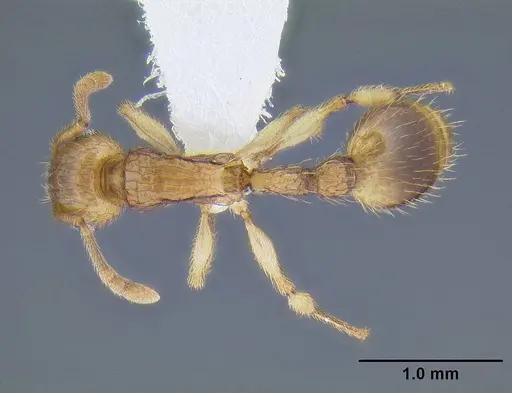 Rotastruma stenoceps specimen