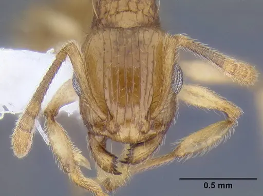 Rotastruma stenoceps specimen