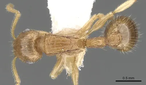 Rotastruma stenoceps - CASENT0901994