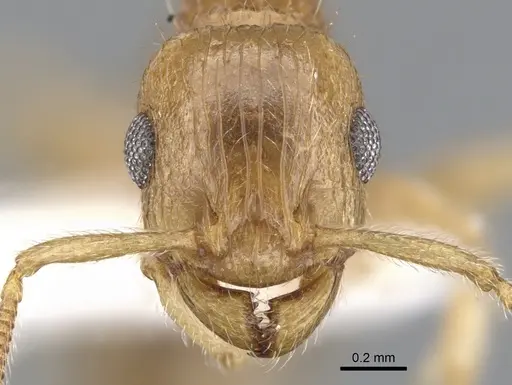 Rotastruma stenoceps - CASENT0901994