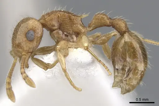 Rotastruma stenoceps - CASENT0901994