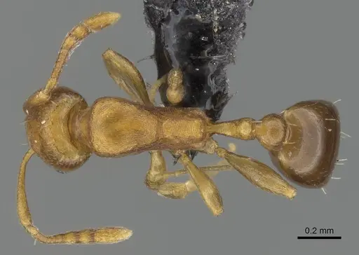Royidris admixta specimen