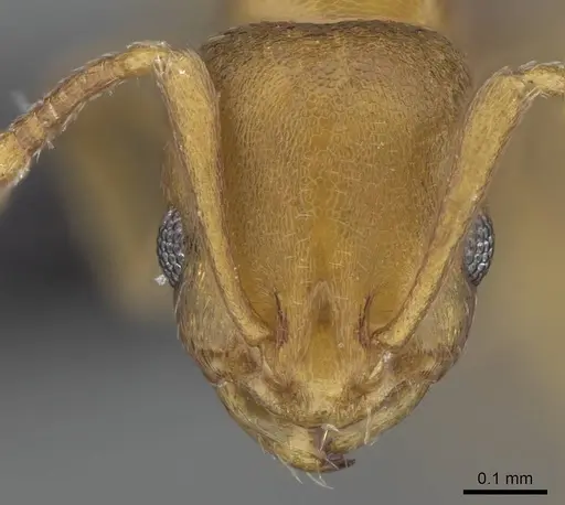 Royidris admixta specimen