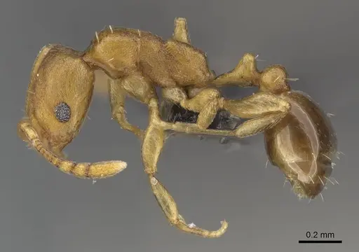 Royidris admixta specimen
