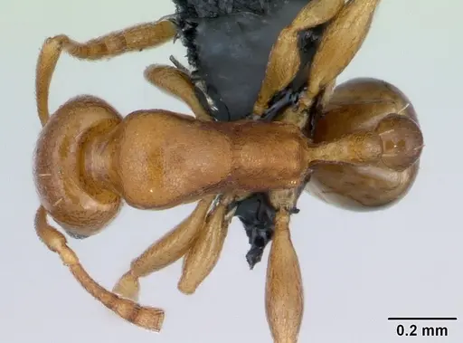 Royidris admixta - CASENT0079358