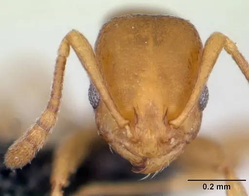 Royidris admixta - CASENT0079358