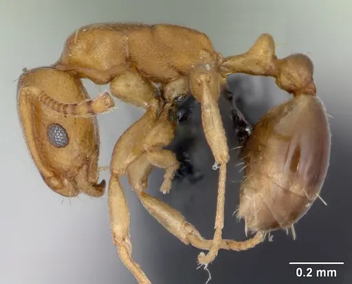 Royidris admixta - CASENT0079358